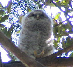 �s�[�X���Ă���