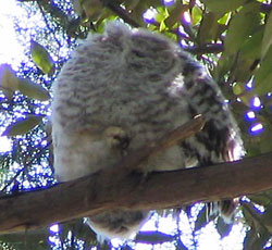 �O�[���ł���