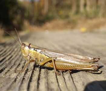 �g�~�ŉ߂����₷��