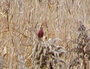 �x�j�}�V�R�Ȃ񂾂���