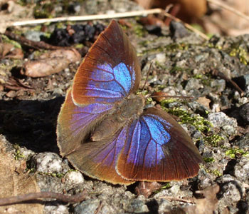 �P�Q�����ł���ׂ�