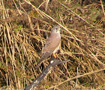 �t�����h���[�`���E�Q���{�E