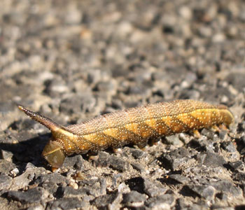 �i���N�W���ۂ����ǃz�V�z�E�W���N�H