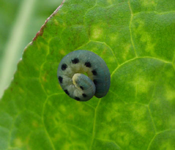 �ۂ܂�΂��Ȃ�������������