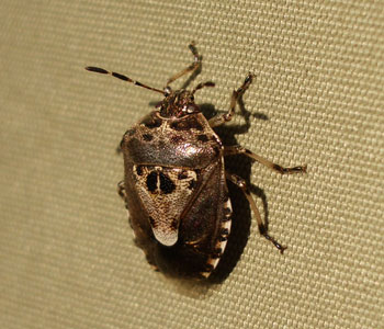 ���������ۂ��J�����V