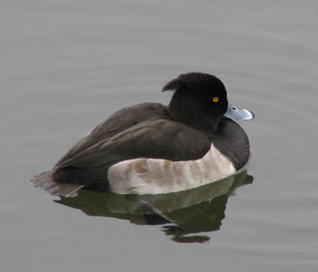 ���ɂ������̂���