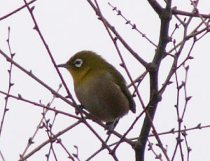 �����̃��W��