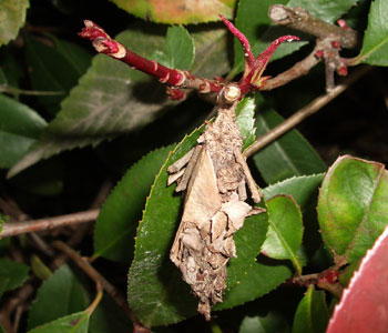 ����������܂�