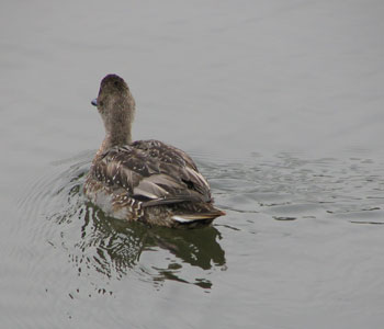 ���肰�Ȃ�������