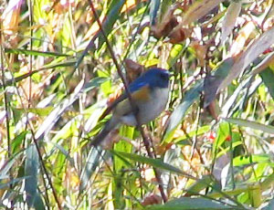 ��������o�Ă��������r�^�L