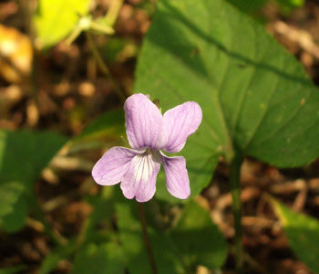 ��������炢�Ă��܂���