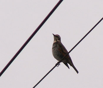 �����̍��N�ŏ��̃c�O�~