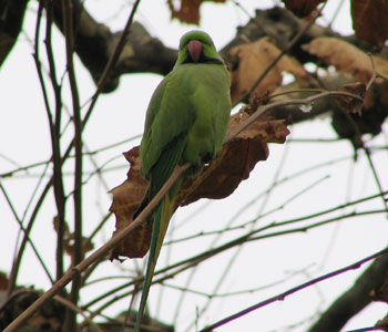 �ł����ς�