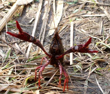 �{���Ă�̂ɂ��ꂵ����