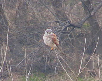 �l���D���炵���`���E�Q���{�E