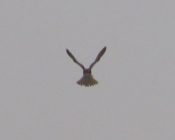 �����_�炩��