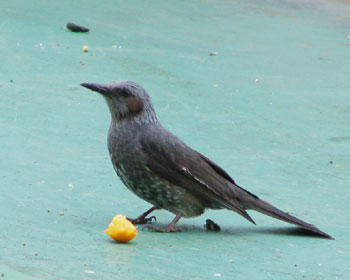 ���N�̃L���J���͂��܂�