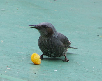 ���̃o�J�������Ȃ������ɐH�ׂ悤