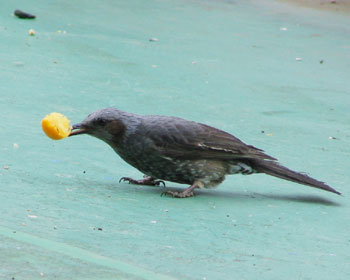 �U��񂵂ĐH�ׂ邩��E������