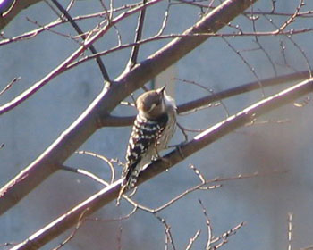 �����̃R�Q��