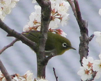 �ށI�����炢�Ă�