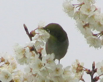 �����ŐH���͏Ă����̂悤