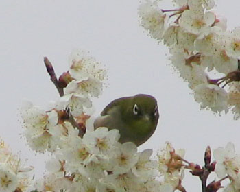 ���Ȃ���