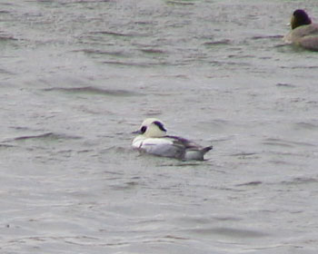 �@�̂��̂��Ă����ȃ~�R�A�C�T