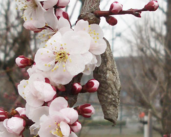 �T����A�Ԃɉ������