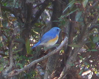 ����Ȃ�΂����胋���r�^�L