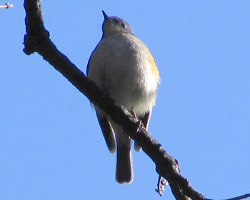 �߂���Ε��B�������f�u