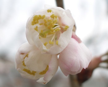 �����Ƃ���ȐF