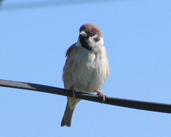 �����̃X�Y��