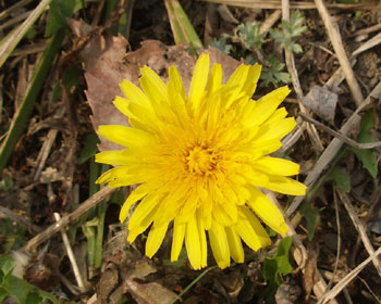 ���t�̃^���|�|�͍��R��