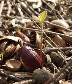 �h���O��������΂�