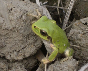 ���낻��o�Ȃ���