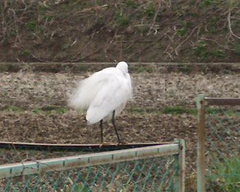 �R�T�M�͂���������Ɠd�����D��