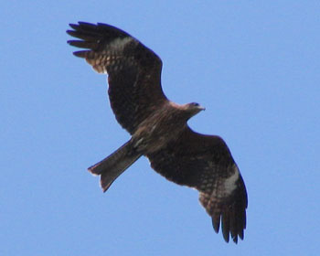 ���͂��������g�r���D��