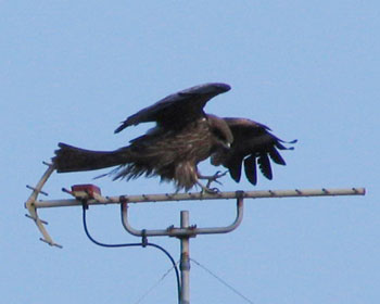 �ł������͏d��