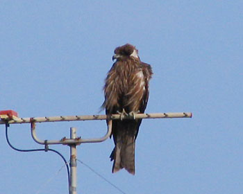 ���g�͔���