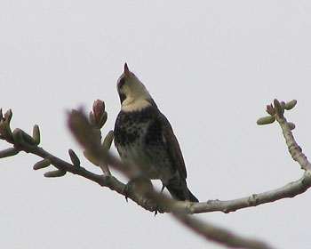 �Ȃ���c�O�~