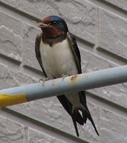 �c�o���͐���