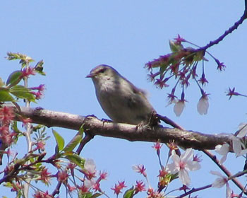 �Z�������������E�O�C�X