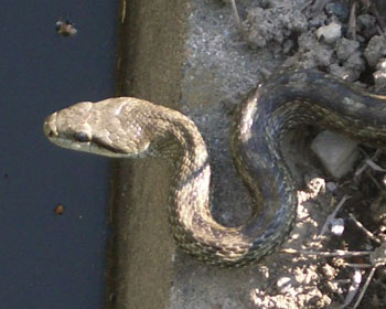 ���͂Ȃ����Ǔ������͑���