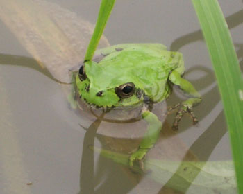 �~�J�O�͐Z���Ă�