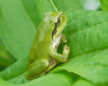 ���킶��Ȃ���