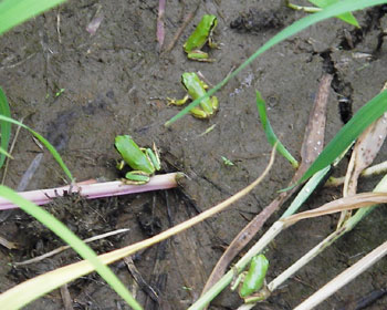 �q�J�G���͏W�܂��ĕ�炷