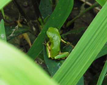 �q���͂���ς蓪���f�J��