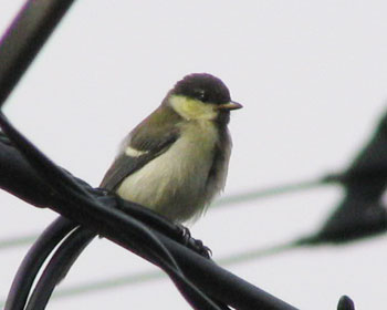 �q�V�W���E�J���͂������C