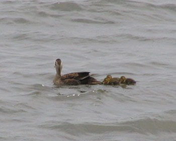 �J���K���͎q��������